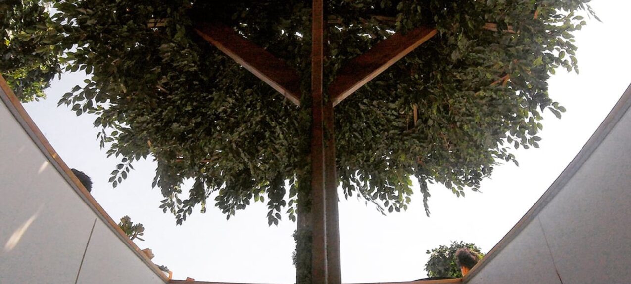 Artificial tree for hire, with a leafy canopy and forked timber trunk, looking up from inside a white-walled booth