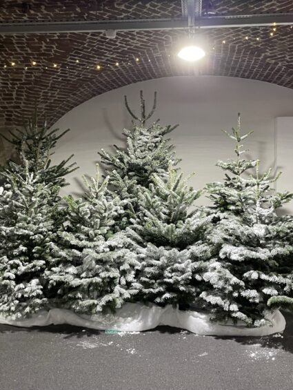 Frosted Christmas trees for hire, clustered on white snow fabric beneath a brick arch ceiling with string lights