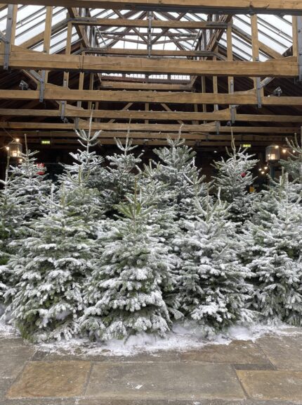 Frosted Christmas trees for hire, clustered on a stone floor under a timber roof with skylights and hanging lanterns
