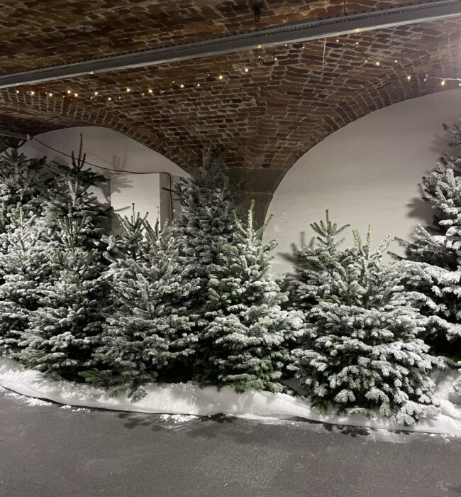 Frosted Christmas trees for hire, grouped on white snow fabric under arched brick ceilings with string lights